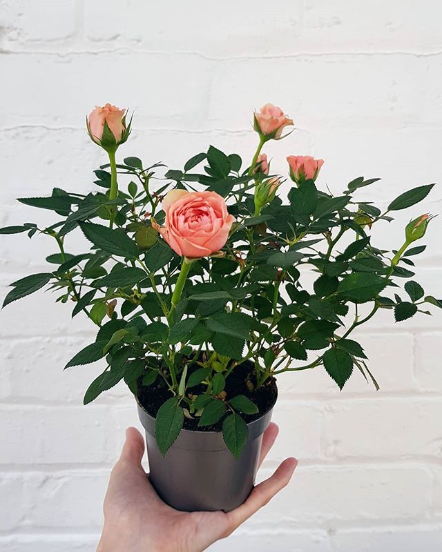 When a client brings you roses. ♥️ ift.tt/2XcijZ9