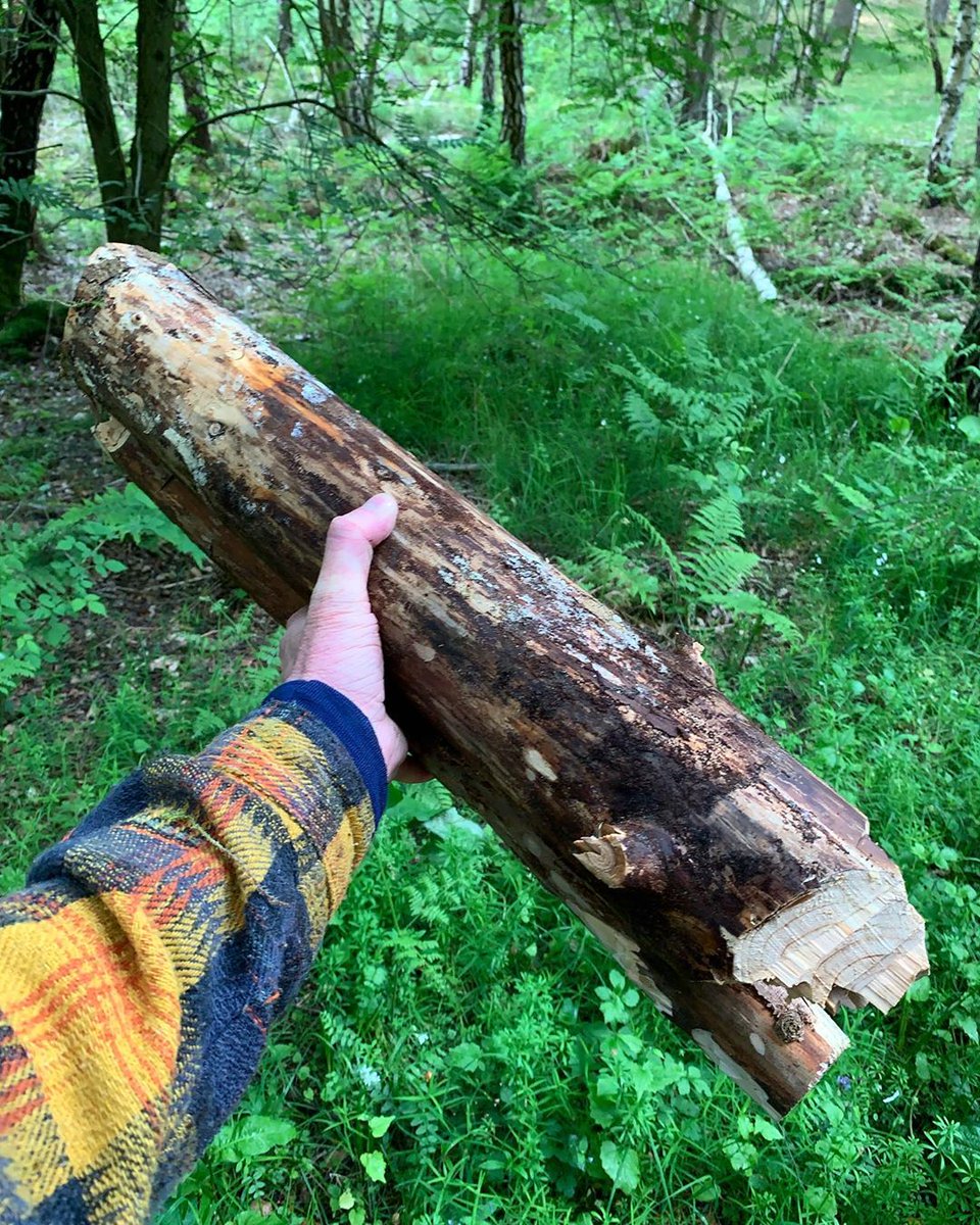 Undepend's tweet photo. Collected new bow-drill materials in the forest. I needed a spruce log to turn into a fire board as well as new spruce drill materials. Looking forward to testing it. I just need to dry it first. #bushcraft  #wildernesssurvival #outdoor   #survivalcraft #bowdrill #firemaking https://t.co/Keni0FMvZ3