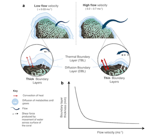 CharEvePage's tweet photo. ...capable of impacting both physiological functioning through the modulation of #boundarylayers and indirectly effecting thermal environment on reefs.
🐤4/6 https://t.co/gBiXaRPlxz