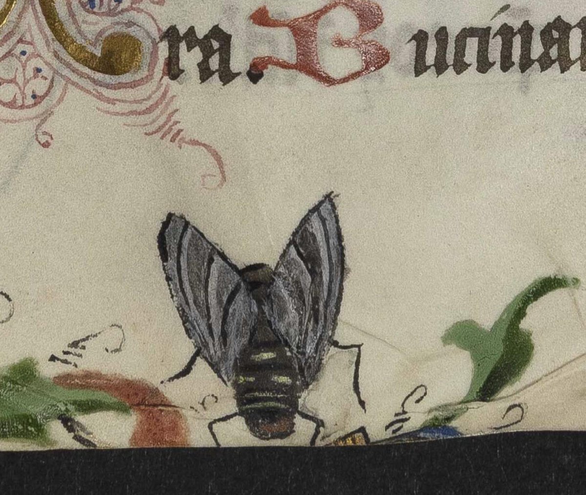 J 27, fol. 75r: detail of fly in margin
