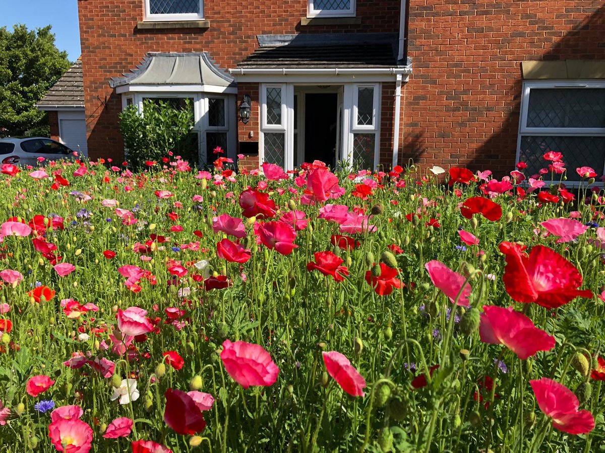 So I decided to rip up the front lawn and plant a meadow. The neighbours think I’m nuts, but it’s finally coming to life! 🦔 🌷 🦋 🐝 #GardenersWorld