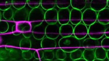 Institute for Sustainable Food (@susfoodshef) on Twitter photo Major step forward in understanding of plants: our scientists have discovered how plants breathe – and how humans shaped their 'lungs'.
Important study in <a href="/NatureComms/">Nature Communications</a> suggests we can breed more drought-resistant crops. @SheffieldAPS
sheffield.ac.uk/sustainable-fo… Major step forward in understanding of plants: our scientists have discovered how plants breathe – and how humans shaped their 'lungs'.
Important study in <a href="/NatureComms/">Nature Communications</a> suggests we can breed more drought-resistant crops. @SheffieldAPS
sheffield.ac.uk/sustainable-fo…
