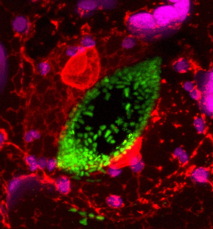 JamesHuttonInst's tweet photo. Our Cell and Molecular Sciences @HuttonCMS group comprises +100 plant scientists with research specialisms in cell and molecular biology, genomics, genetics, pathology & physiology, with a major focus on cereals, potatoes and soft fruit crops #WorldMicrobiomeDay #MicroInDundee https://t.co/zVapTaUcxR