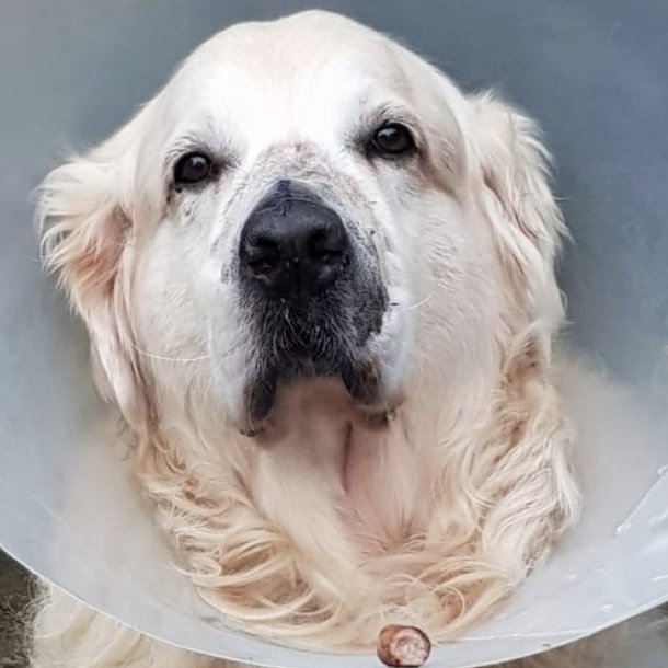 Last weekend we had the pleasure of seeing gorgeous #GoldenRetriever Bentley at #DogFest. Back in May, he had surgery to remove a #SquamousCellCarcinoma (SCC) from his nose under the care of Jonathan Bray at our Guildford cancer hospital. 

Doesn’t he look happy! 💙😎