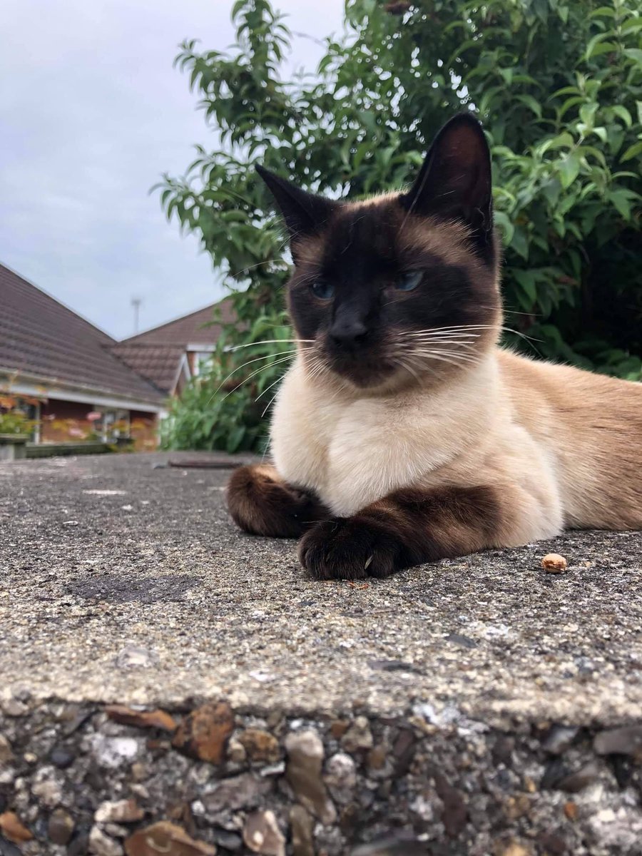 hmcami's tweet photo. This beauty and @myleftfang lookalike has been hanging round #SouthHam area of #Basingstoke very hungry, friendly but seems lost. What to reunite with family @WeatherDog3 @ParrotStanley can you help??? https://t.co/2STR5Gcx9p