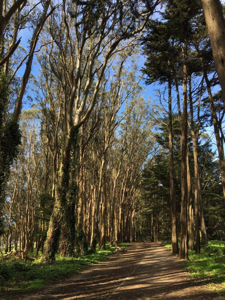 Con il caldo dell'estate le città diventano disabitate e desolate.
Un ottimo modo per poter girare quest'ultime è conoscere le sue bellezze naturali, come i parchi.Oggi voglio portarvi a conoscere alcuni parchi di una città.Scopritelo in questo post: bit.ly/2ZSPFsS