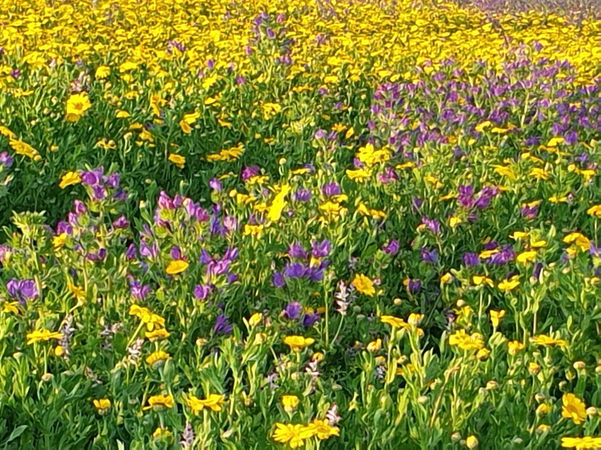 Boscregan last night #wildflowers #Cornwall