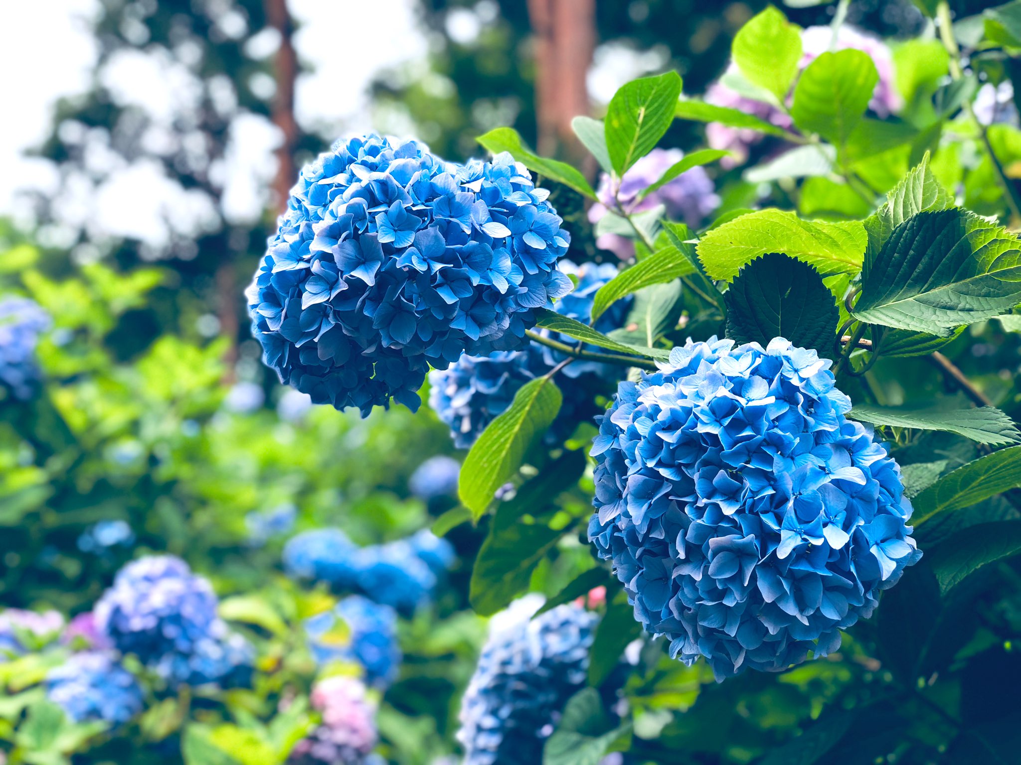 R Sound Design それは六月の静かな雨の日 君は傘もささずに一面の紫陽花に囲まれながら 梅雨の湿気を払うかのような笑顔で僕に教えてくれた 知ってた エモい言葉と一緒に季節の風物詩を被写体にした画像を載せるとナウなヤングにバカウケよ