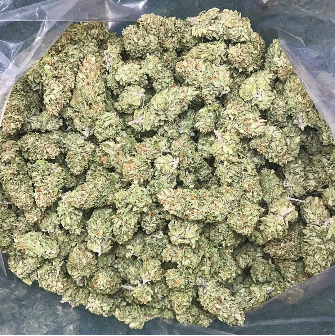 Beats kush 🌿🌿🌿🌿🔥🔥🔥🔥📸📸⛽⛽⛽⛽#gbody #donksplanet #boxchevy  #gbodygang #corwheels #mopar #donklife #powerstroke #dodgers #dodge #chevy #c10 #chevytrucks  #chevychelle  #rims #jeep <a href="/AdultUseAZ/">Legalize the Adult Use of Marijuana in AZ in 2020</a> <a href="/bud_cannabis/">Bud's Cannabis Collection</a> <a href="/cannstox/">CDN Cannabis Stocks</a>  <a href="/HashtagWEED/">#WEED</a>  <a href="/KushLoveFashion/">KushLove</a>  <a href="/MarijuanaStore/">Anonymous</a>