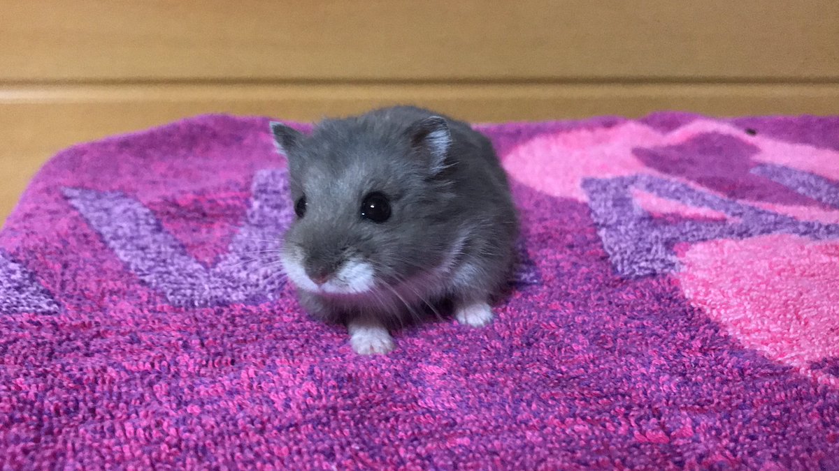 はむすた 青いハムスター
