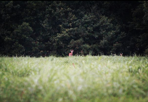 ArcusHunting's tweet photo. COMING SOON. 🦌
...
#EARLYSEASON
📷: @lmashtare
#DeadDownWind
#TinksHunting
#HuntRackOne https://t.co/VLtUX64LXQ