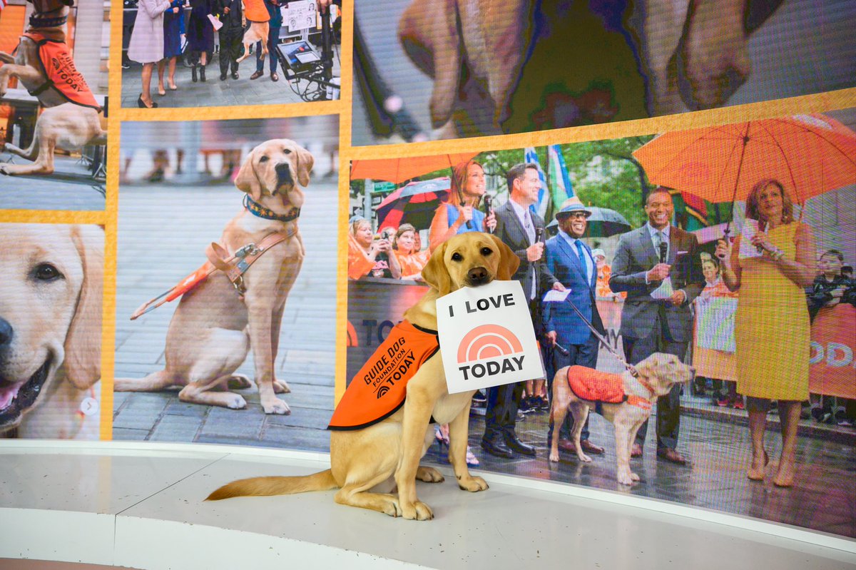 TODAYPuppy's tweet image. My heart will fur-ever be at @TODAYshow! Can’t believe it’s my last day before a new adventure 🧡