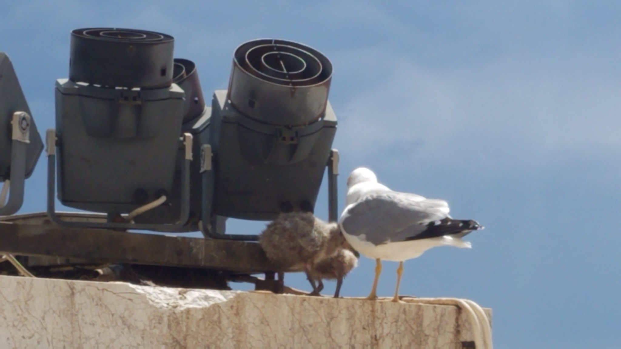 Nyc Parks Have You Ever Seen Baby Pigeons Here S What They Look Like Spotting Baby Pigeons Is Rare Since They Often Stay In Their Nests For Up To A Month