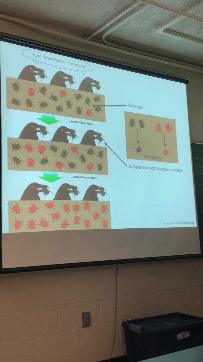 _AshleyRosinski's tweet image. Interactive adaptation lesson to model the peppered moth experiment! Thanks to @Rad_ishLady! You rocked it! @KelloggBioStn #MSUKBS #KBSK12