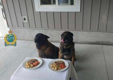 SgtDevineNRP's tweet image. After a successful policing career with over 100 apprehensions, 🚓@NiagRegPolice #k9 K &amp;amp; #K9 Kali enjoy a 5 star  #retirement dinner of steak, 🥕 &amp;amp; braised potatoes.  @NRPSK9 #workingdog #retired Enjoy #retiredlife with lots of treats &amp;amp; #Kong toys. 😊
