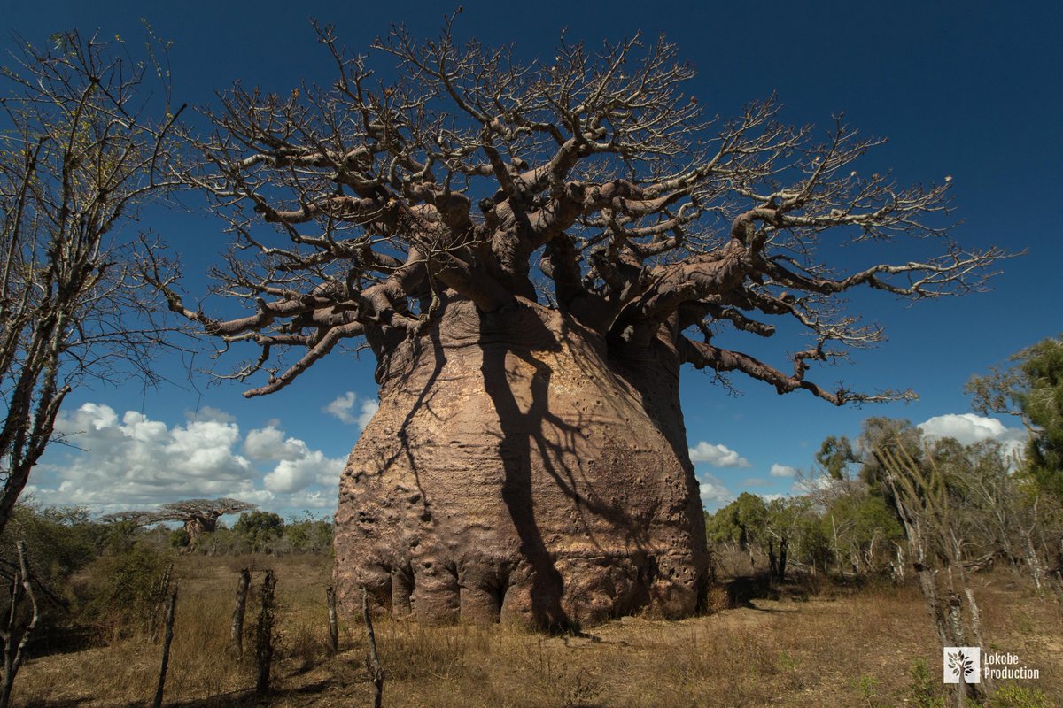 THE BIGGEST BAOBAB OF MADAGASCAR is named Tsitakakantsa. It was