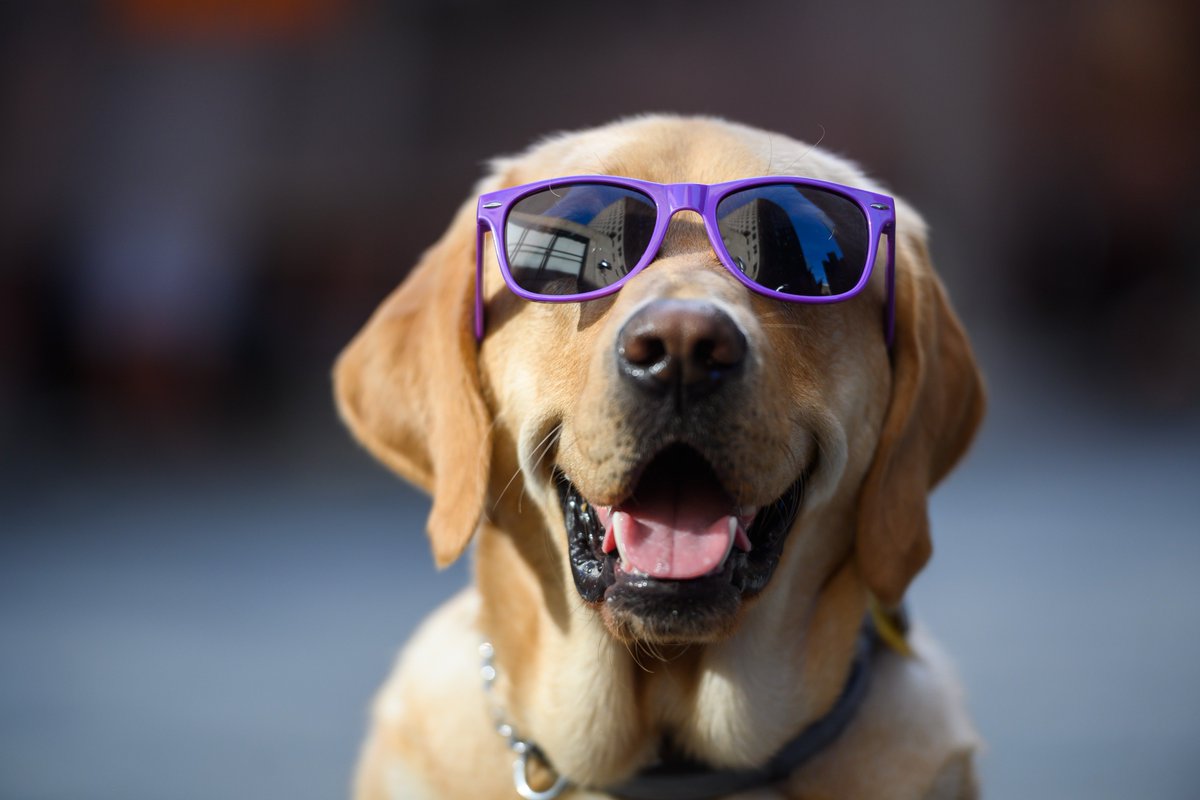 Sunnies on Sunny 😎