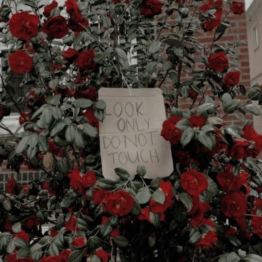 xrudeangel's tweet image. .      Aɴᴛʜᴇᴀ Mʏʀᴀ
  Wᴀɢᴛᴀɪʟ Cᴀᴠᴇɴᴅɪsʜ.

╭────────────┄ ✦
┊ ʀᴜᴅᴇ ʙᴜᴛ ᴄᴜᴛᴇ
┊ sʟʏᴛʜᴇʀɪɴ
┊ ʜᴘ ᴏc
╰───┄ ✦

❛—ʜᴜᴍ? ᴡᥲɴᴛ ᴛꪮ ᴘɪᴄᴋ 
                     ᥲ ғɪɢʜᴛ ᴡɪᴛʜ ᴍᥱ? ❜

˗ˏˋ¿↻﹢♡?ˊˎ˗ #freerol