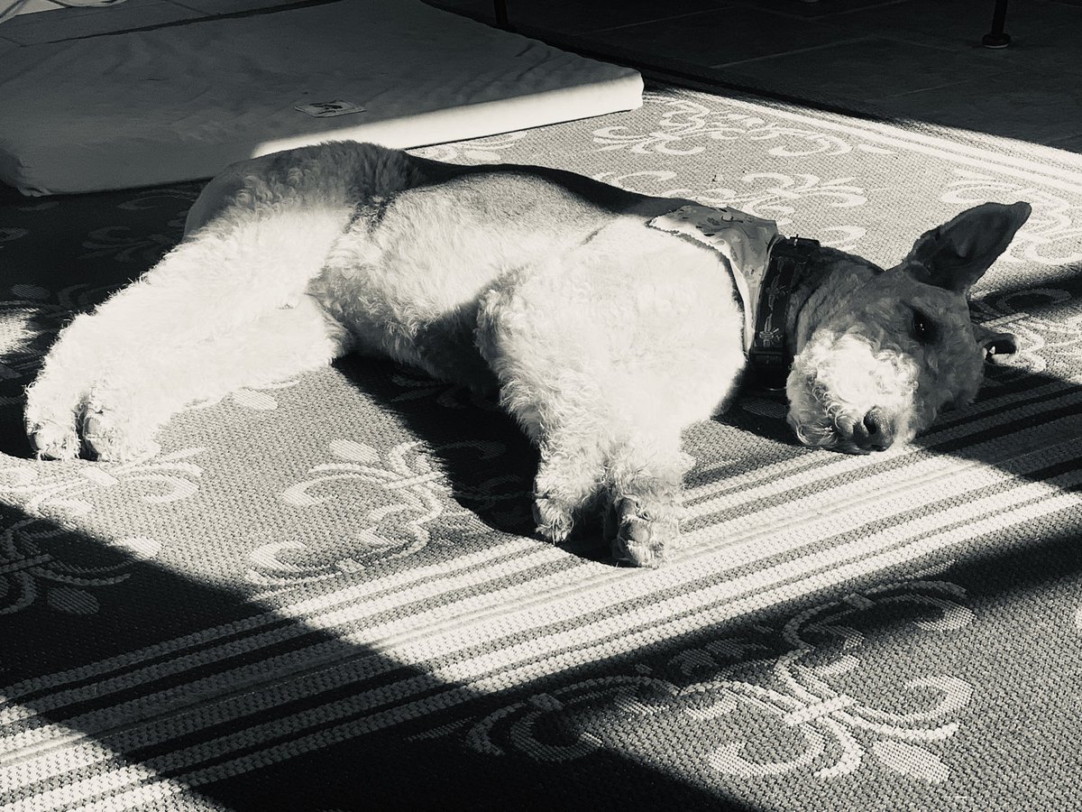 julepthetulip's tweet photo. DAY 5 of 7 days of BW photos of my life.  

RULES: no color, no humans, no explanations, &amp; challenge one new insurance person a day.                             
Thanks @insfangirl for the challenge.

Day 5 challenge: @T_Schoen12 
#7daysofinsurance https://t.co/gLiiSxrZQq