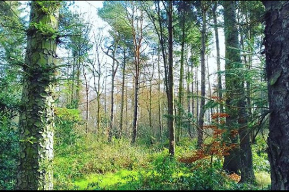 Congrats to Greenbelt Group &amp; Woodland Trust for their work on Glenrothes Woodlands, Fife winning it Best Partnership: Third Sector at the Horticulture Week #CustodianAward 2019. Read more about their work &amp; all our fabulous winners here: bit.ly/2LjnMq8  
<a href="/WoodlandTrust/">WoodlandTrust</a>