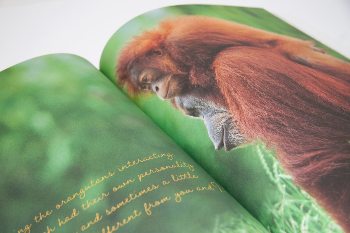 avenue_agency's tweet photo. Our latest brochure for #luxury tour operator @LussoTravel highlights their in-depth knowledge of #SoutheastAsia alongside some truly beautiful imagery. #nature #wildlifephotography #orangutan #luxurytravel https://t.co/klJM4uGIzJ