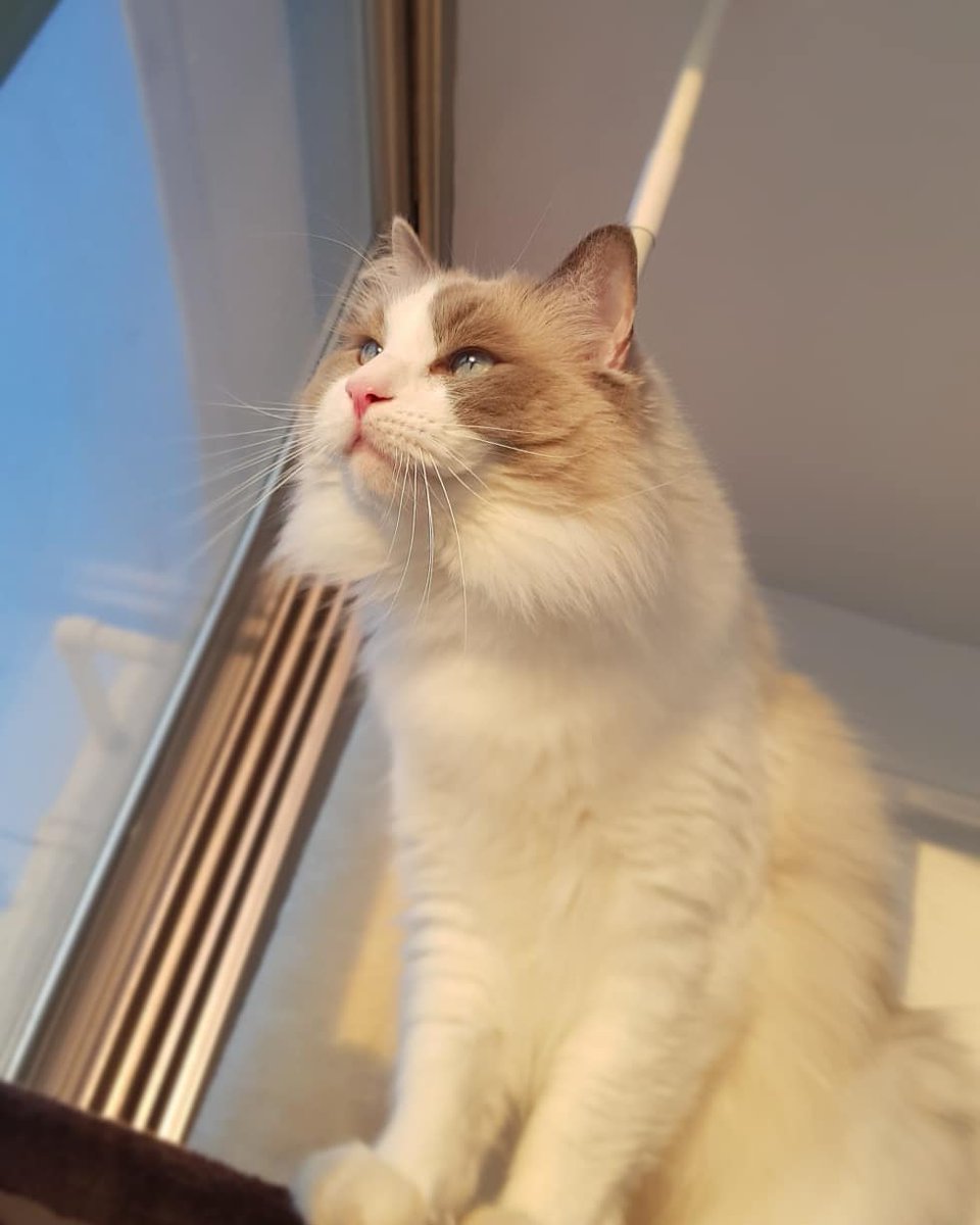 for_ren_house's tweet photo. #4ren
카렌(Karen/華蓮, Maine coon red tabby, 2014.01.22, ♀)
메이렌(Meiren/命恋, Ragdoll seal point mitted, 2015.12.08, ♀)
스이렌(Suiren/彗連, Ragdoll blue point bicolor, 2016.01.17, ♂)
레이렌(Reiren/曞孌, Maine coon brown patched tabby&white, 2017.08.21, ♀) https://t.co/jm9x6b2Kll