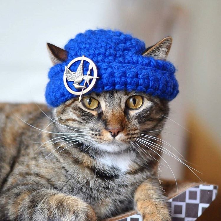 Let the games begin!
#blackcatsrule #blackcats