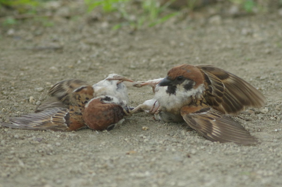 ট ইট র 中野さとる こらなにやってん 喧嘩はいかんぞ 雀 スズメ すずめ Sparrow 鳥 小鳥 野鳥 Bird T Co 9ygelprcyk ট ইট র ট ইট র 中野さとる こらなにやってん 喧嘩はいかんぞ 雀 スズメ すずめ Sparrow 鳥 小鳥 野鳥 Bird T Co 9ygelprcyk ট ইট র
