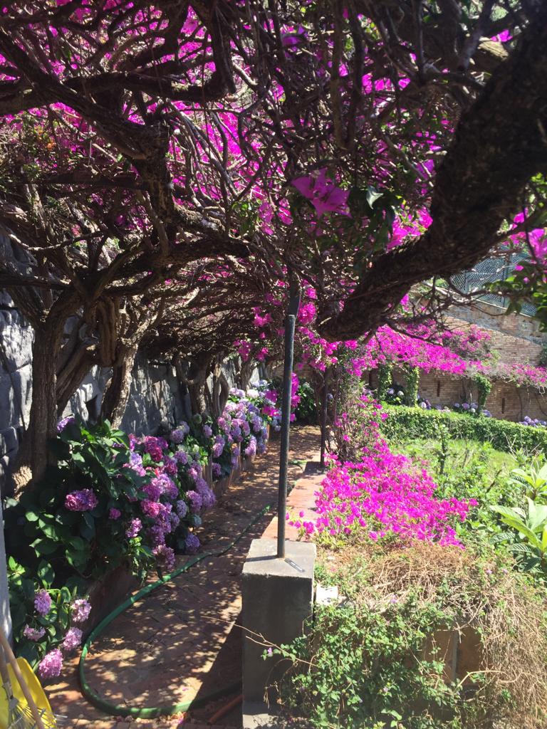 #Posillipo, una discesa a #mare impreziosita dalle #ortensie frutto della passione dei vivaisti #AntonioCardone e #MassimoSimeoli.

#27giugno #Napoli #ESTATE #Estate2019 #vacanze #green #natura #fiori