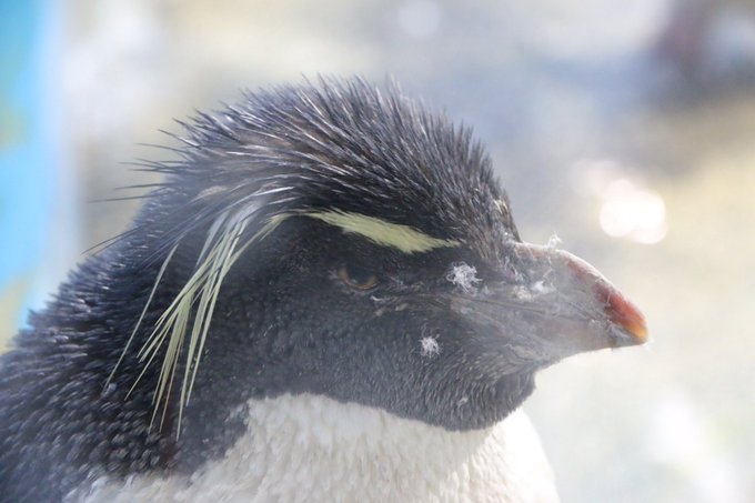 イワトビペンギンのtwitterイラスト検索結果 古い順