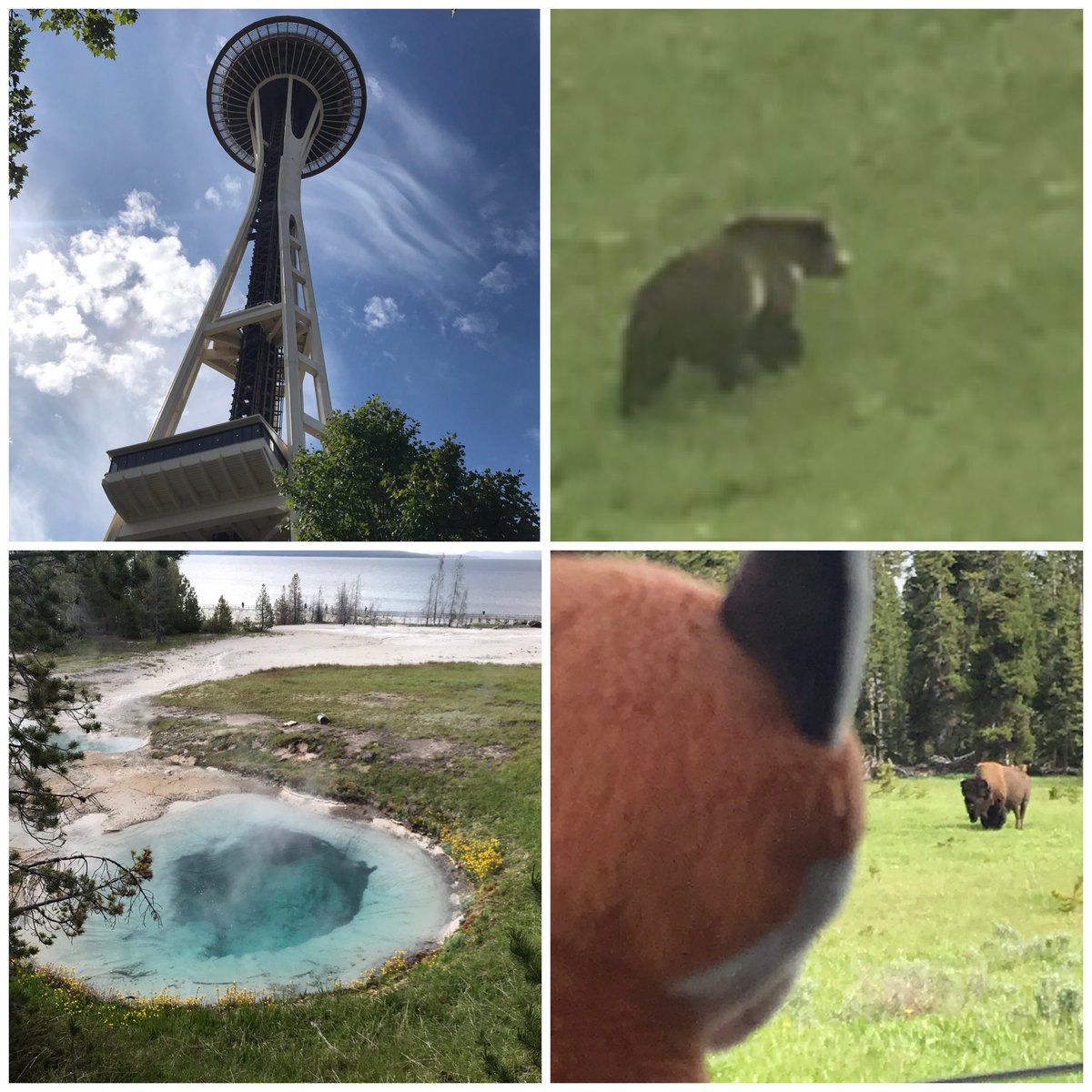 firstgradefoxes's tweet photo. Part 1 of Mr Fox’s last hurrah! Apex- Nashville- Palo Duro Canyon State Park (Texas) - Hoover Dam- Yosemite- Virginia City- Crater Lake- Seattle- Yellowstone National Park. It has been a adventure of lots of wildlife and amazing sights! Now for part 2... heading East 🚘🇺🇸❤️🦊 https://t.co/Y5Pp79cASh