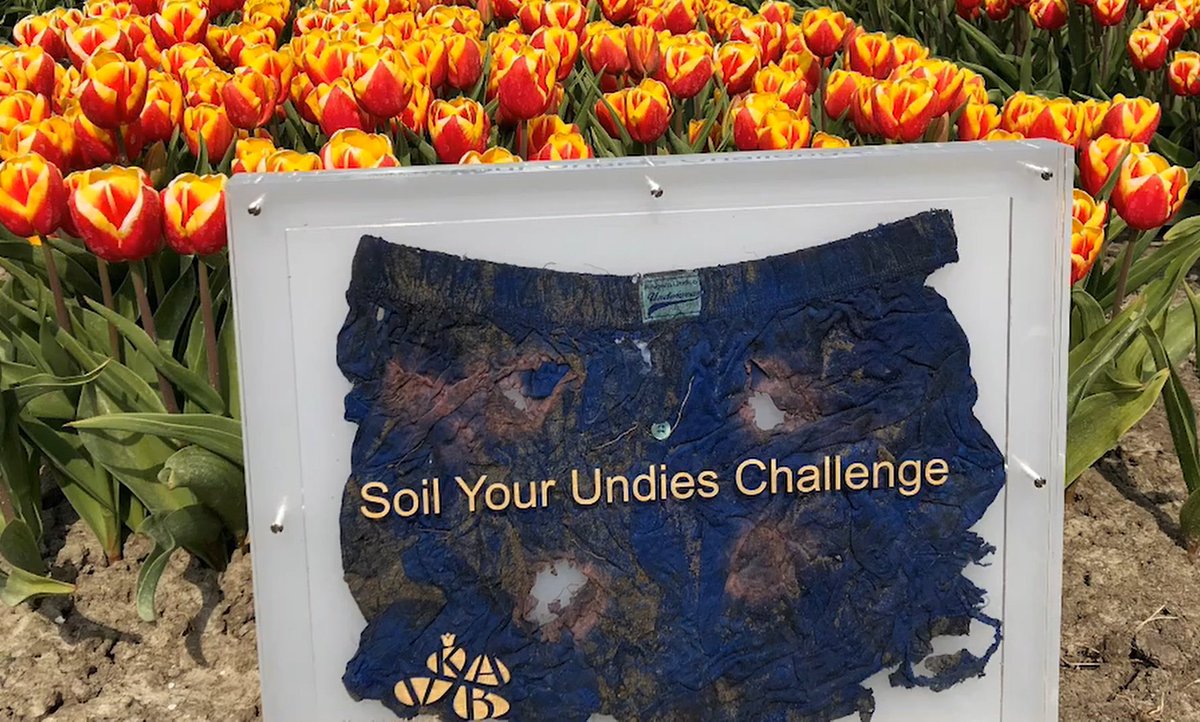 Daar is ie, de felbegeerde award 🤩 Wie wint hem? Morgen buigt een vakjury zich over alle inzendingen van de Soil Your Undies Challenge 2019 NL! 

#bestegrond #soilyourundies2019nl #bloembollen #kavb #clusiuscollege #bodemleven #bodem #duurzaam #biodiversiteit