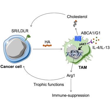 Goossens, Rodriguez-Vita et al. show that cancer cells scavenge membrane cholesterol from tumor-associated macrophages. Targeting cholesterol efflux in macrophages reduces tumor progression in a model of ovarian cancer. bit.ly/2JaA816