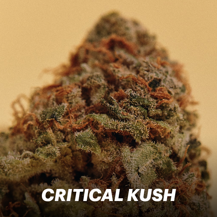 Herbworthy's tweet photo. Critical Kush vs. God Bud...which indica are you taking? 🤔  #StrainWars https://t.co/bgYEMdmC0g