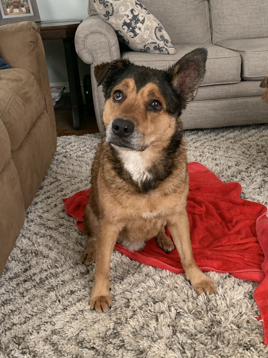 Falvey's tweet photo. “So fresh and so clean clean” —@Outkast 

#dogs #rescuedog https://t.co/xjnuMBN8hP