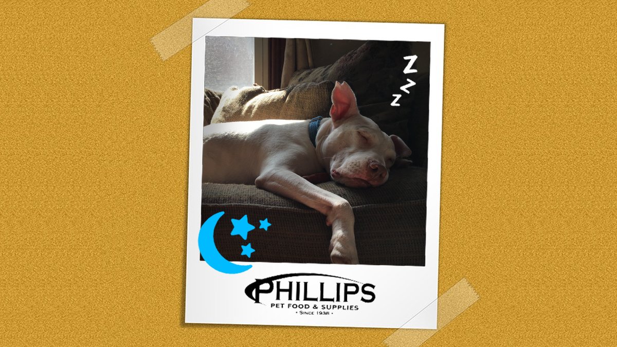 PhillipsPetFood's tweet image. Is your dog a "sofa dog"? phillipspet.com #ThursdayTherapy #sofadog #dogs #dogsoftwitter #pets #PhillipsPetFood