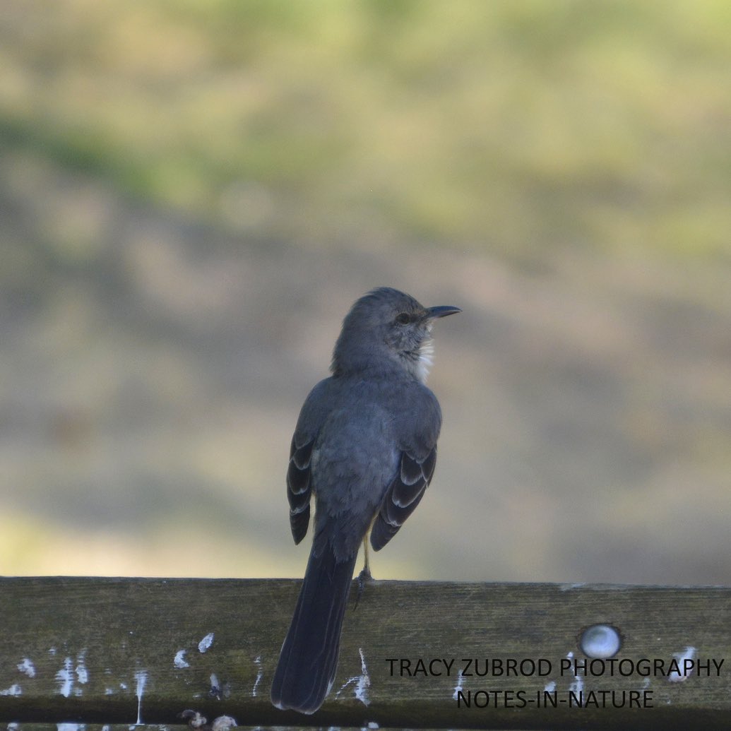 Eastern Wood Pewee in eastern Texas @notesinnature #notesinnature #easternwoodpewee #birdyourworld #flycatcher