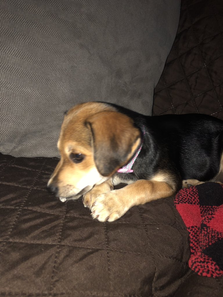 perfectlypoppy1's tweet photo. #ThrowbackThursday #littleoleme #PoppyPuppy #countdownto1 @perfectlypoppy1 @AlexPar_ham @SherryBray7 @ShannonSparks74 https://t.co/pfTL2SkHcC