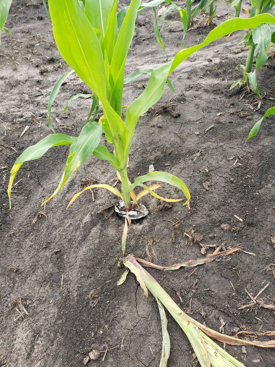 It's been wet enough here even the corn took up drinking. Grew right up thru opening in can. Note corn is a Busch Light fan.