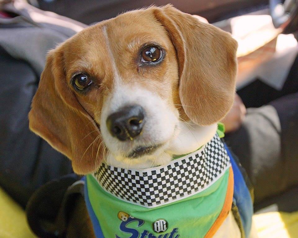 🔷CONTEST ALERT🔷

If you're going to strut your stuff, you better strut with style! Dress up your pup for our dog costume contest at the BC #Strut2SaveLives on Sunday! Don't forget to register for the walk at bit.ly/BCStrut2019
