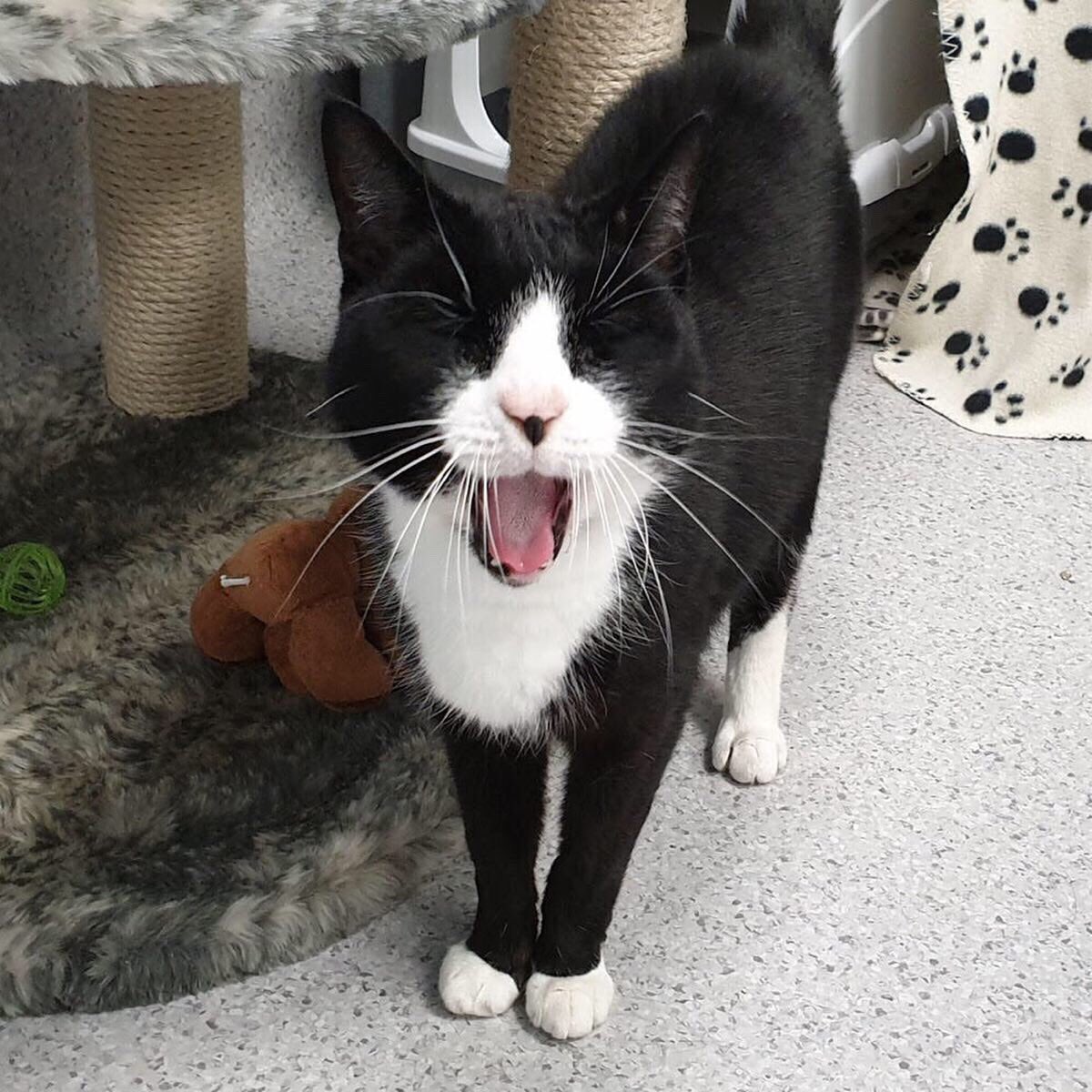 Did somebody say CATNIP? 🤩🤩🤩🤩 this happy little boy is looking for a home 🏡 If his cheeky smile and his lovely socks weren’t enough to steal your heart, you can find out more about Kipper by clicking on the link in our bio 🌈
