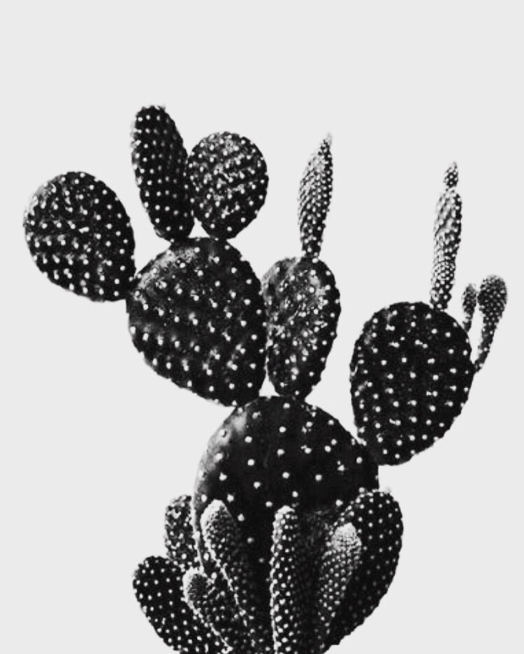 Cacti are able to survive and grow in the harsh, dry desert environment. The spines on a cactus help to protect it from humans and animals. Its roots are spread out to collect water when it does rain and it stores water in its body for future use.

#BLACKCACTUS
#BLACKCACTUSMUSIC