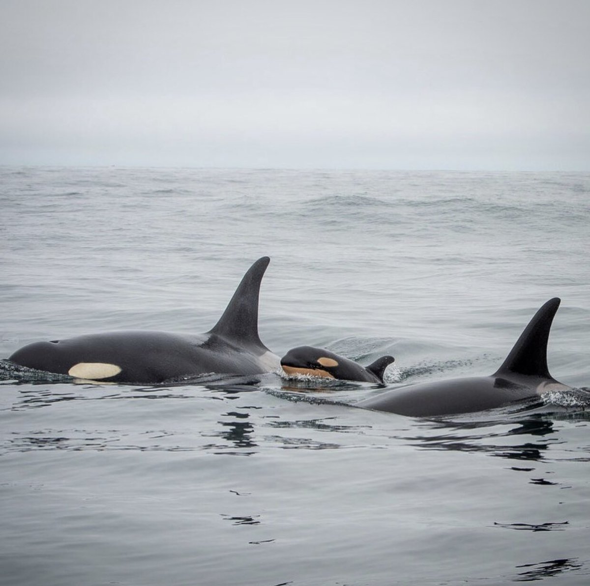 TheOrcaProject's tweet photo. After 3 years without a single documented successful birth, this is the 2nd of 2019. We're cautiously hopeful for the new baby who brings the Southern Resident population to 76.

Such a beautiful way to ring in #OrcaMonth!

📸: John Forde / Jennifer Steven

Via @SeaDocSociety https://t.co/wL8UGBA49k