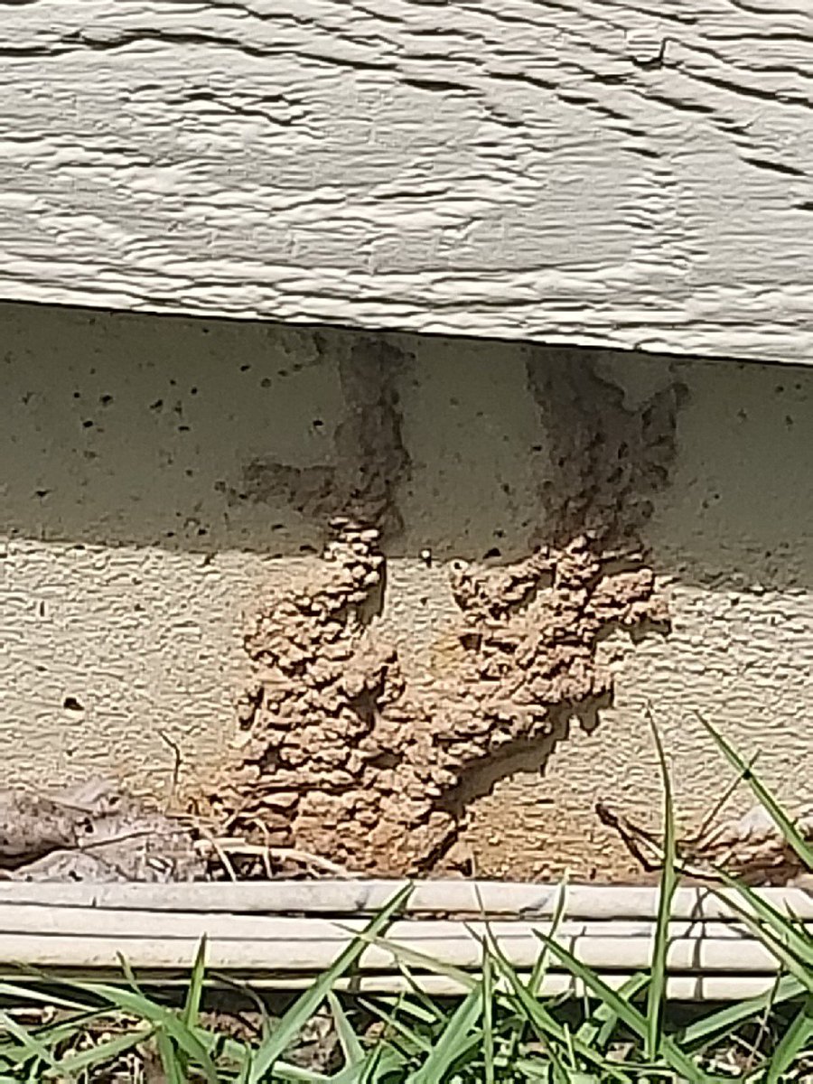 Keep your eyes peeled!

To the untrained eye this would appear to be a muddy spot on an exterior wall...but in all actuality this is a termite tube.

Resolve Pest Control knows exactly what to look for. Call us today for your FREE inspection! 770-486-9973