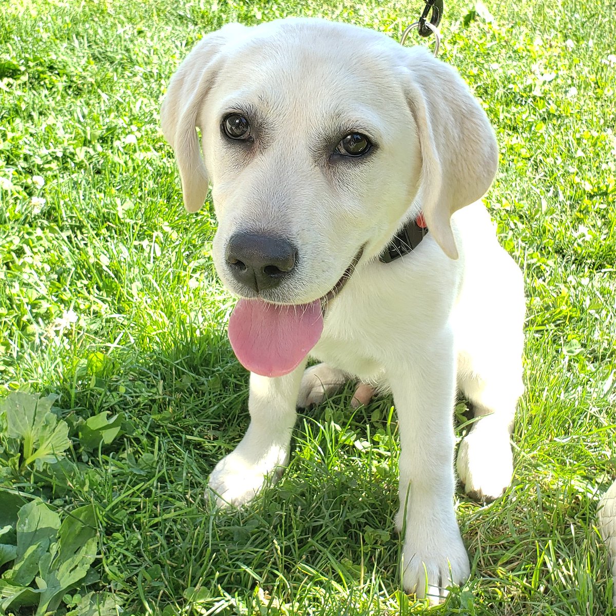 Hi everyone.

I was walking in Boston Common today and ran into this 4 month old lab.

His name is Kemba.

You guessed it.

He was named after Kemba Walker because his owners went to UConn.

If this ain't a sign, I don't know what is.

Please RT for good luck.