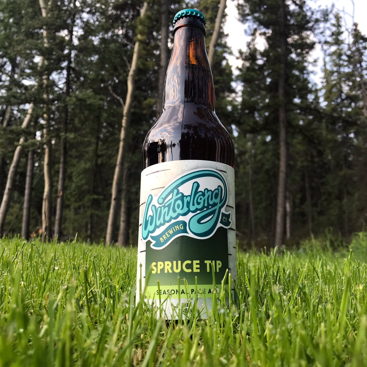 winterlongbeer's tweet image. It’s coming....
Spruce Tip Batch #2 release this SATURDAY, JUNE 29!
#sprucetip #sprucetipbeer #paleale #seasonalbeer #limitedrelease #yukoncraftbeer #foragedbeer #winterlong