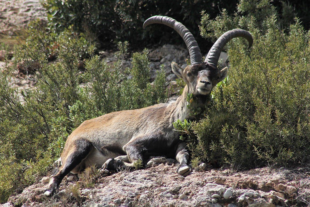 Birding_Lleida's tweet photo. Wildwatching en el Parque Natural de la Montaña de Montserrat #wildwatching #wildlife #photography #fotografia #naturaleza #nature #catalunya #catalonia https://t.co/qW6tPrISTv