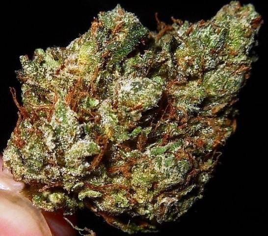 MonkeyScents's tweet photo. New strain alert! 🚨🚨🚨 We have 3 new strains added to our menu! Gorilla Glue #4, Wedding cake, and Grape Soda! Go check out these and much more at https://t.co/OorAbPeyCX! Remember $50 donations and up are FREE delivery! https://t.co/AMAKLsuVEJ