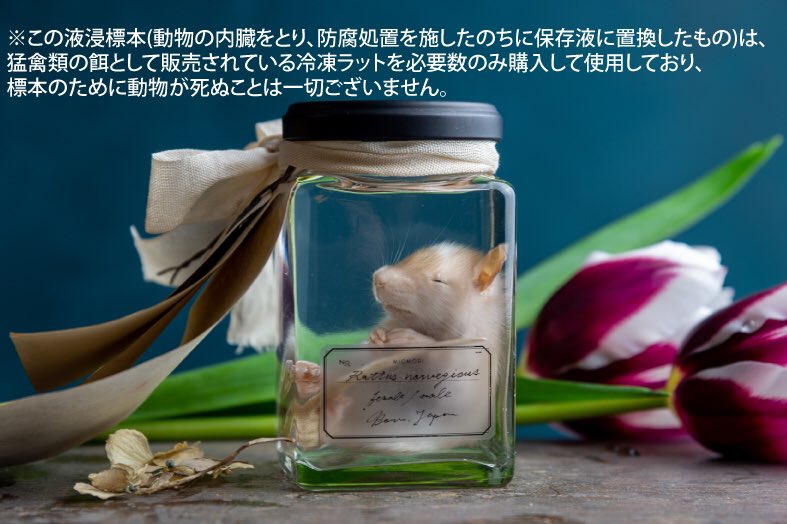 𝘔𝘐𝘖𝘔𝘖𝘙𝘐 ミオモリ 日常 Pa Twitter わたしが標本を通して表現したいことはこんな事じゃないんだ 感じてほしい ネズミ好きの人間がなぜ標本を作るかを考えて感じて欲しい そしてそっと心にしまって大切に持っていてほしいんだ 不特定多数の為にいらん