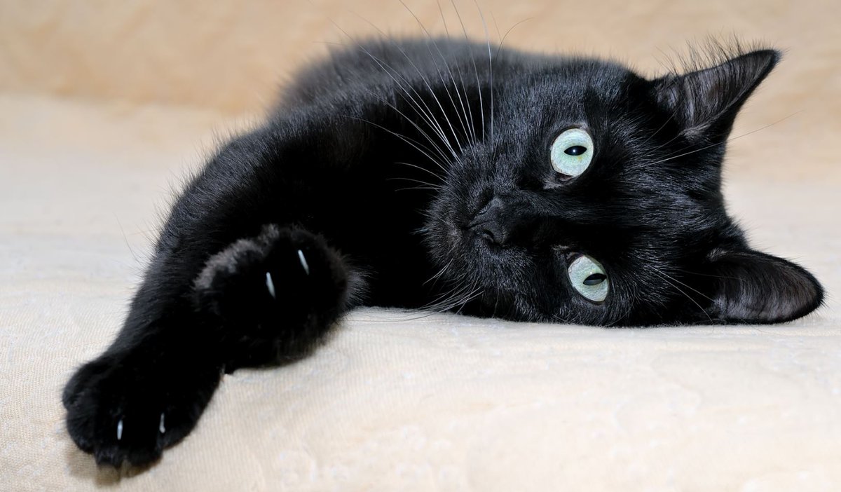 VCAPetHealth's tweet photo. The Bombay owns bragging rights of being the blackest cat among all purebreds. Share a picture of your black cat and tag us @VCAPetHealth. #KnowYourPet #LifeLearn #CatBreeds https://t.co/Kmyn1jUg4x https://t.co/FZ5LOLLVQ7